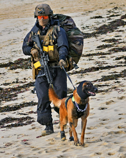 Un binôme cynophile est engagé pour renforcer la détection sur le littoral