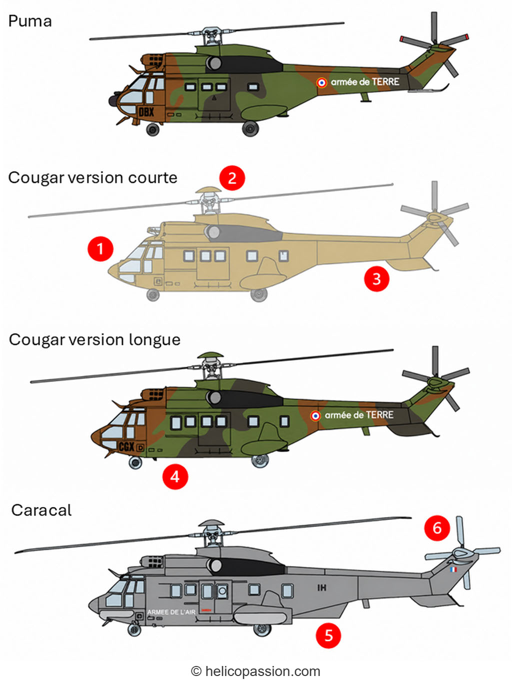 Caracal